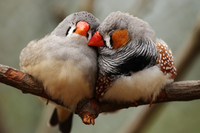 Gli uccelli innamorati generano più pulcini