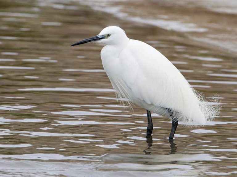 Egretta