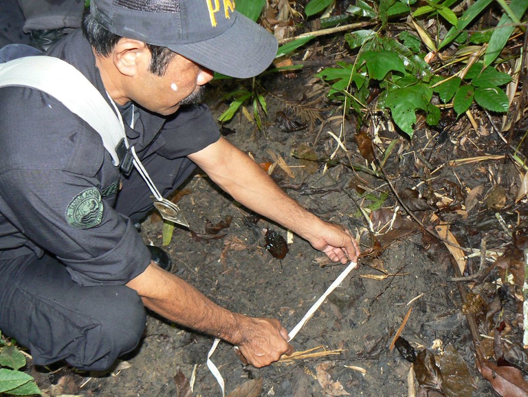 Javan rhino footprint Indonesia Ujung Kulon National Park