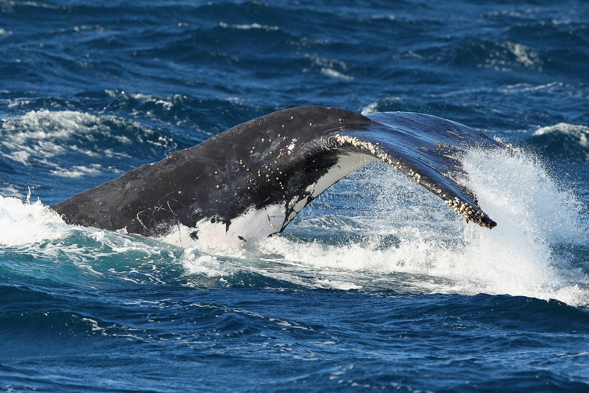 Contare le balene, dalle stelle