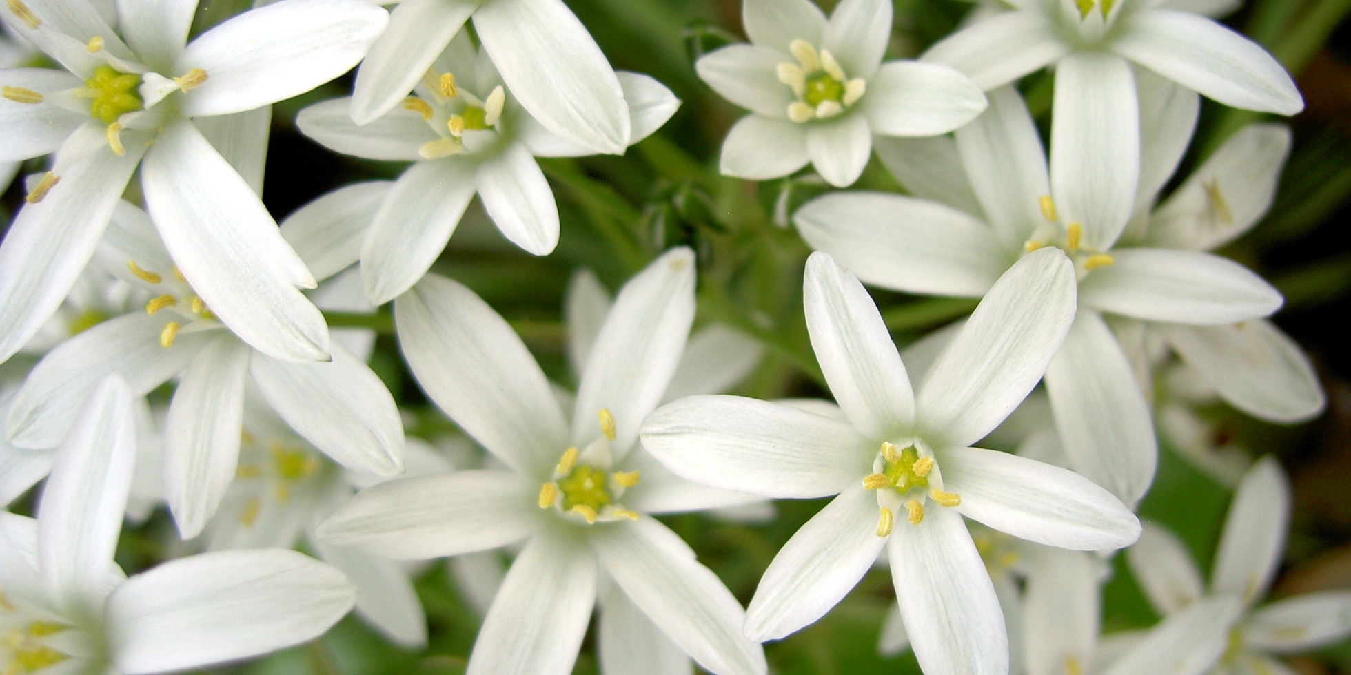 Star of Bethlehem, the flower that lights up the darkness of the soul ...