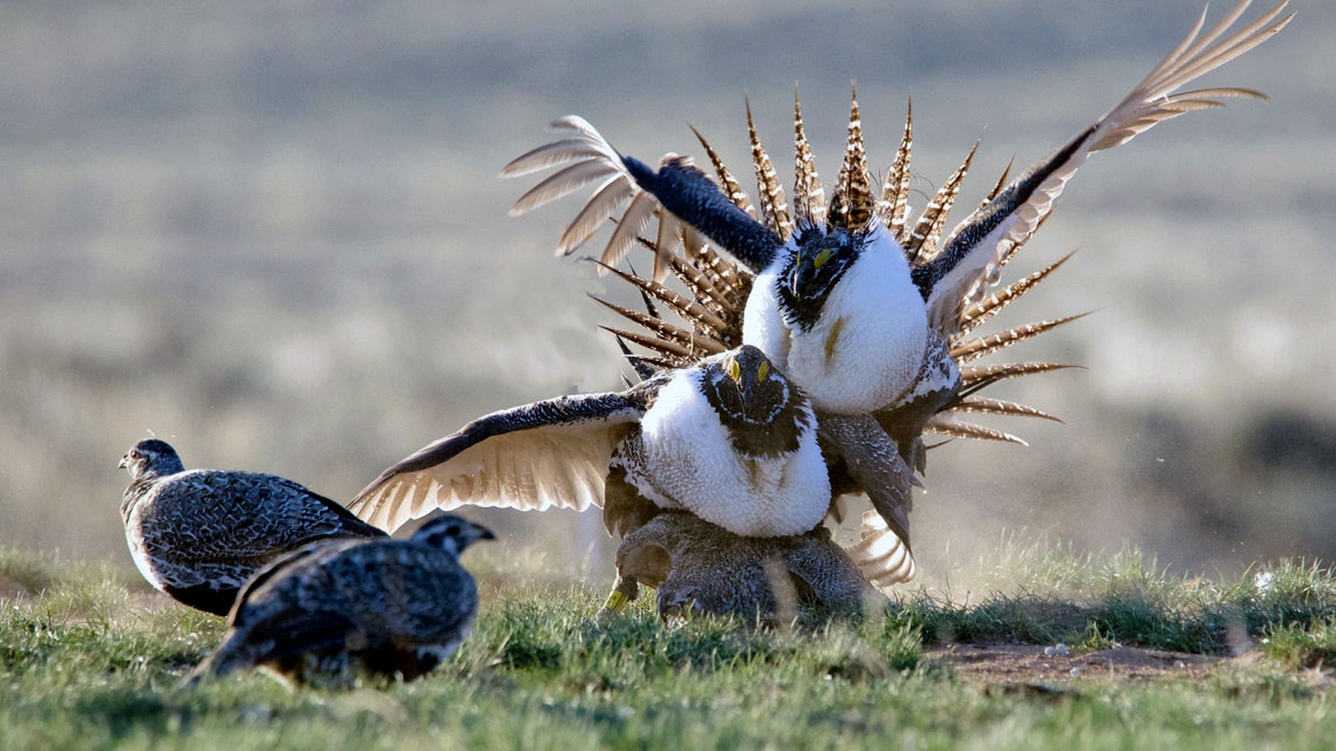 Etologia del corteggiamento: lotta dei maschi per impressionare le femmine