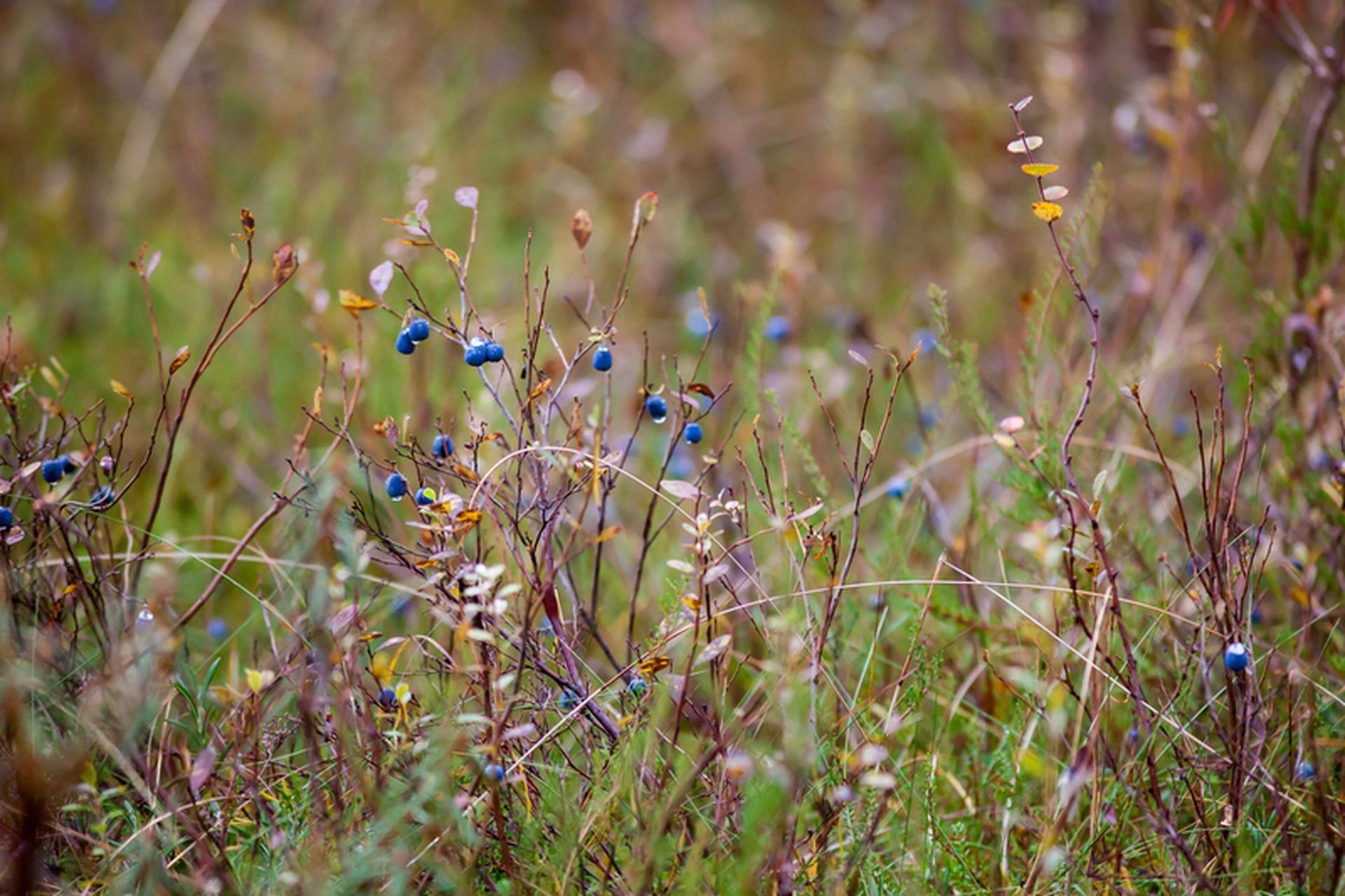 La foresta di Dvinsky minacciata dall'industria del legno