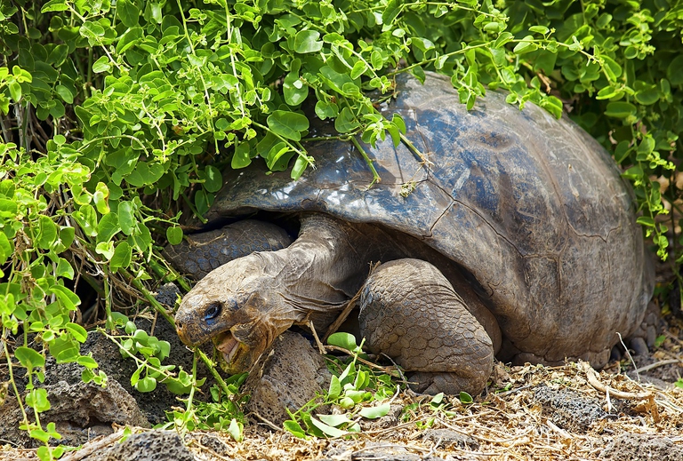 Testuggine gigante sull'isola di Santa Cruz, Galapagos