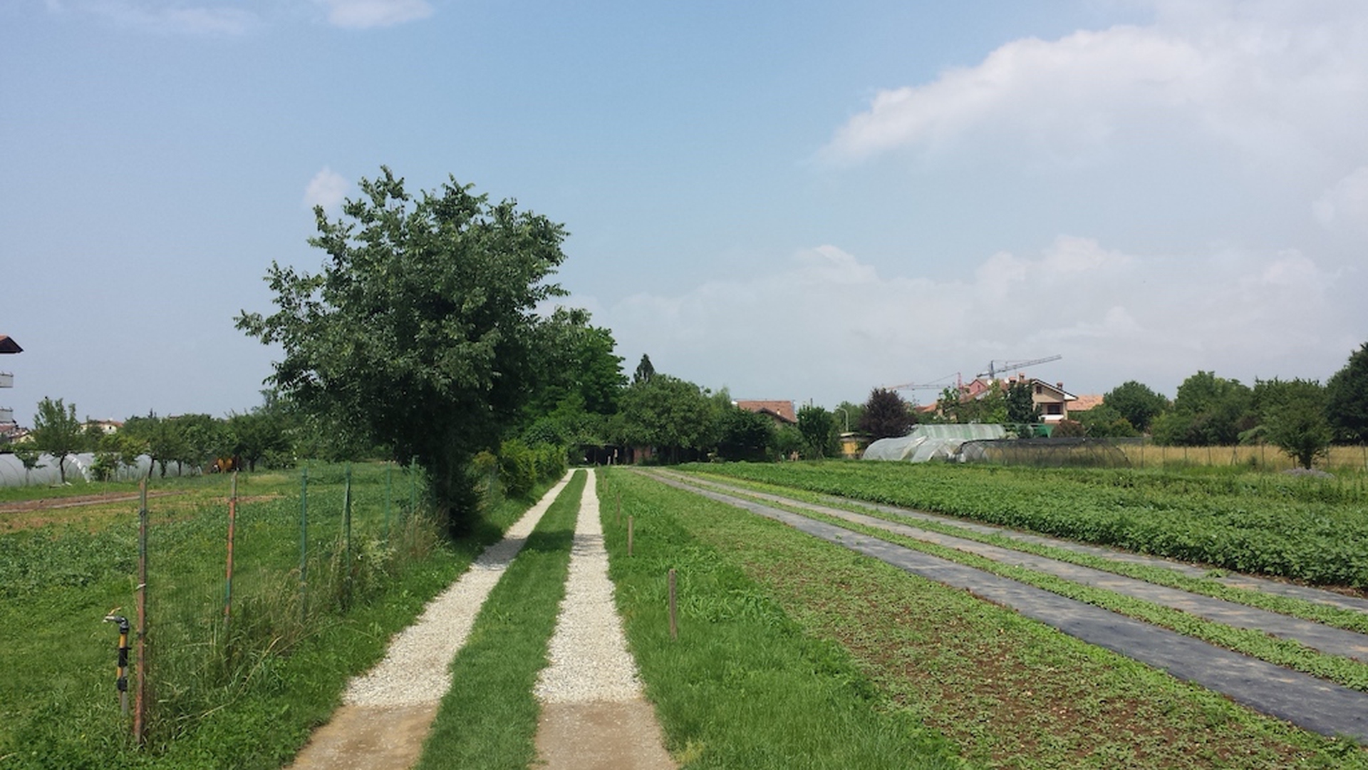 Terrafiera bio, azienda agricola biologica