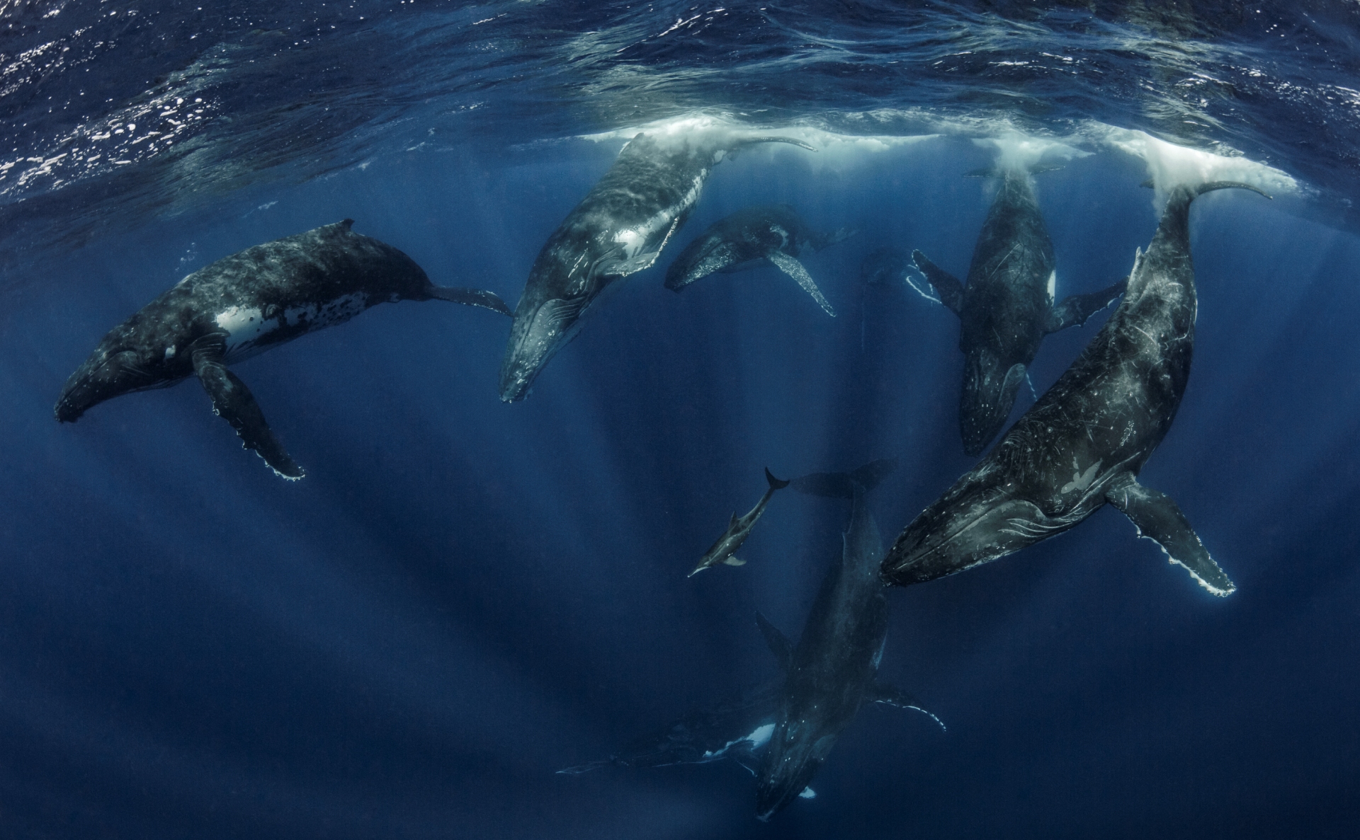 Swimming with Gentle Giants