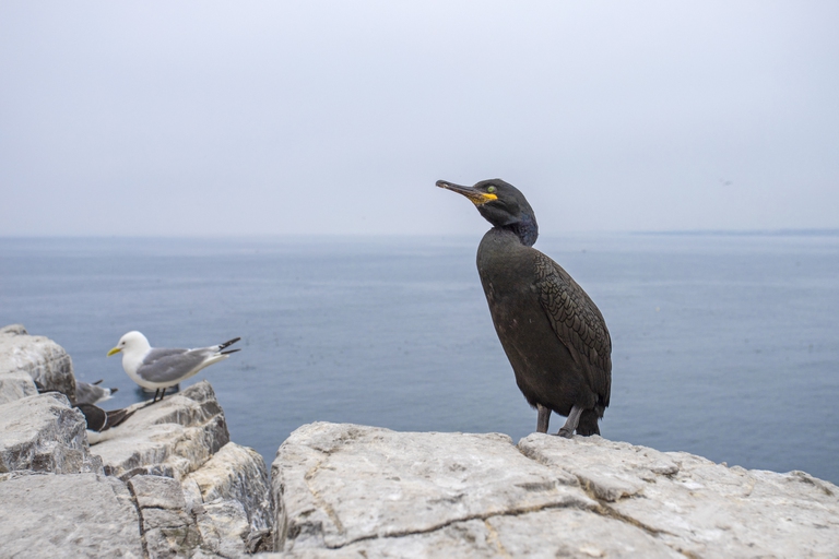 marangone dal ciuffo, Giornata del mare