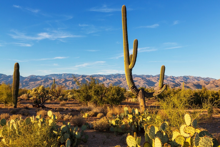 Panorama nel parco nazionale dei saguaro