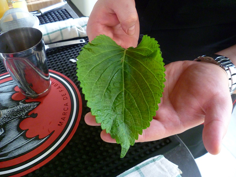 perilla egoma foglia