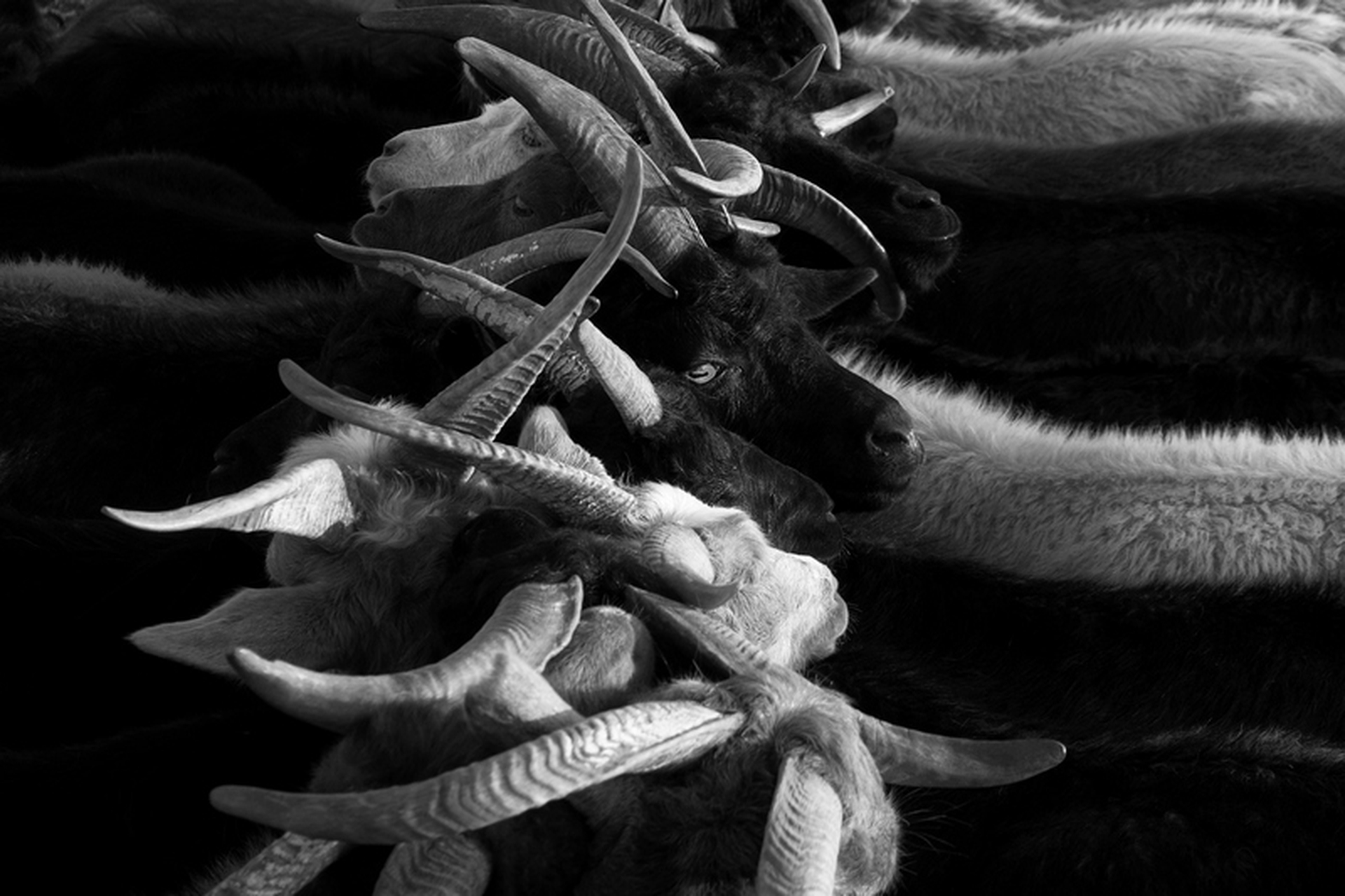 Sara Munari, Vanishing Shepherds