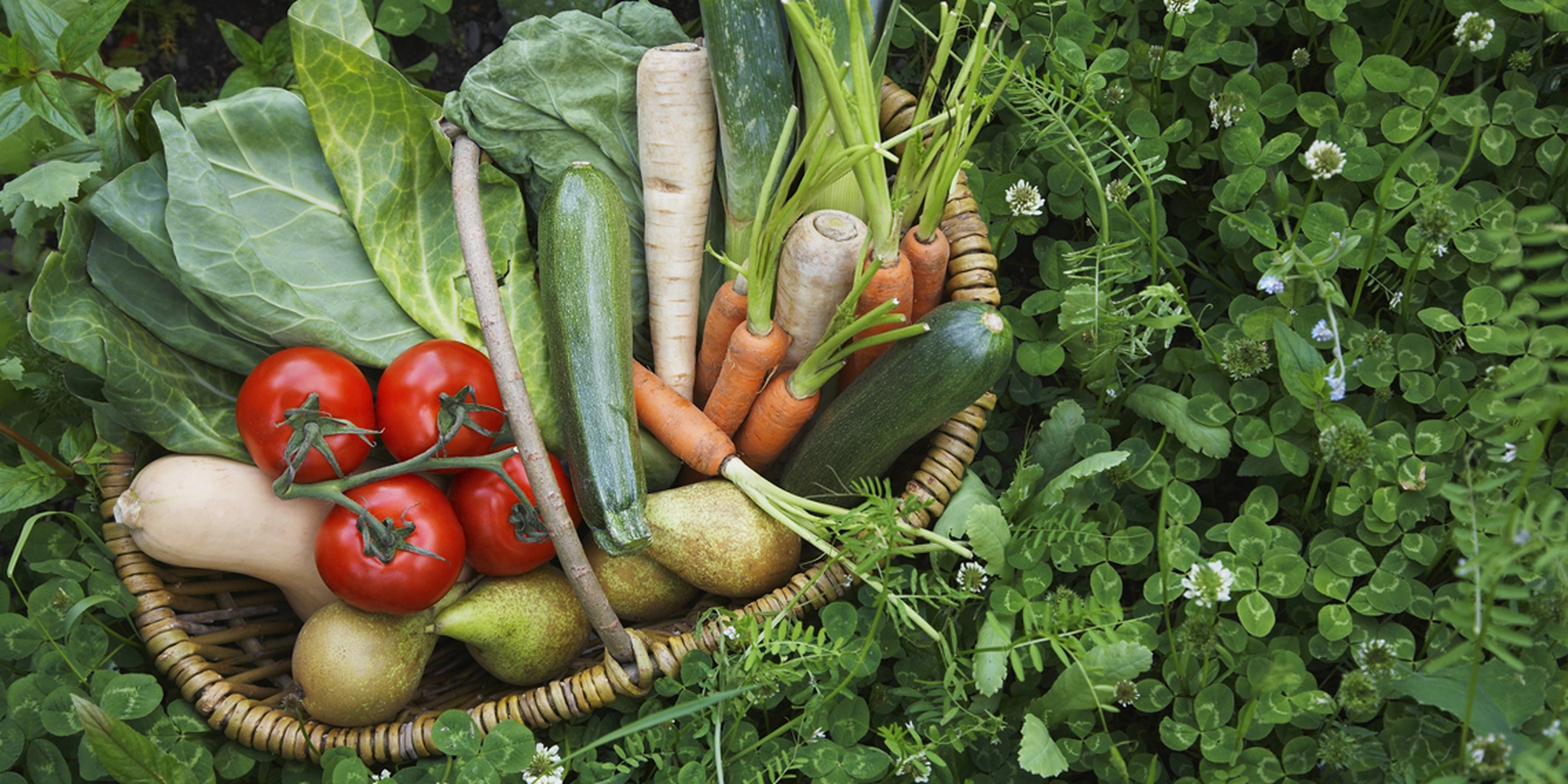 Farmer vegetables. Экологически чистые продукты. Растения овощи. Овощи, фрукты, растения. Экологически чистые овощи.