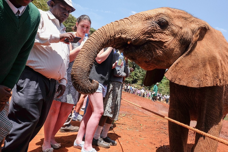 Elefantino ospite del Centro per elefanti orfani di Nairobi