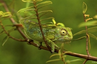 Scoperte 27 nuove specie di vertebrati in Tanzania