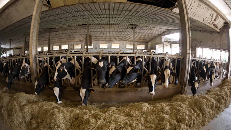 legge allevamenti intensivi