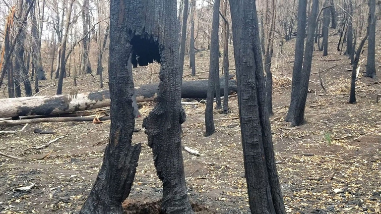 albero bruciato per incendi in foresta australiana