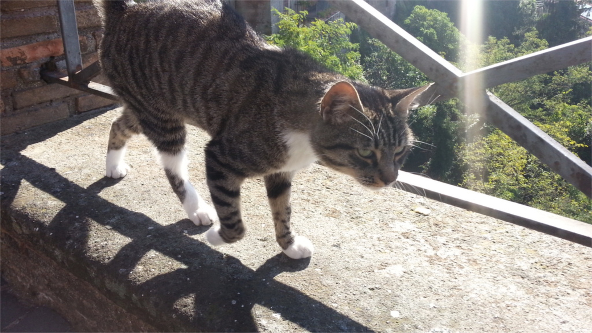 Un amico a 4 zampe a Nemi