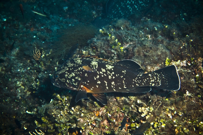 Cernia che nuota in Sardegna