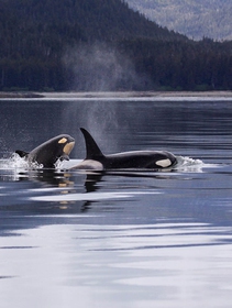 L’orca che aveva accompagnato il cucciolo morto per 17 giorni è di nuovo incinta