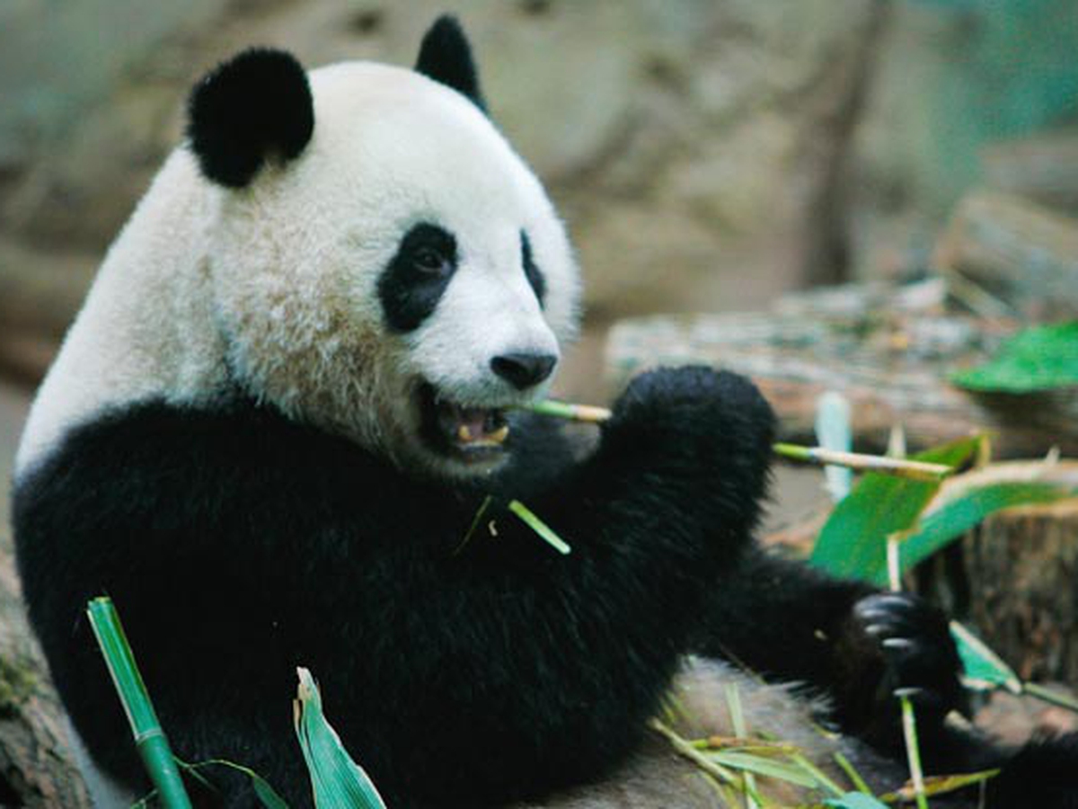 Cina Se Mangi Il Panda Vai In Galera Lifegate