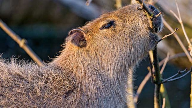 capybara eating grass