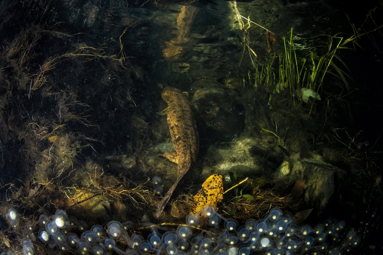 Japanese giant salamander_C_TopOutImages Yukihiro Fukuda