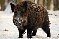 Chi ha paura del cinghiale cattivo