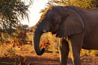 Il governo della Namibia mette all’asta 170 elefanti selvatici