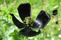 Il papavero nero, il fiore che non c’era