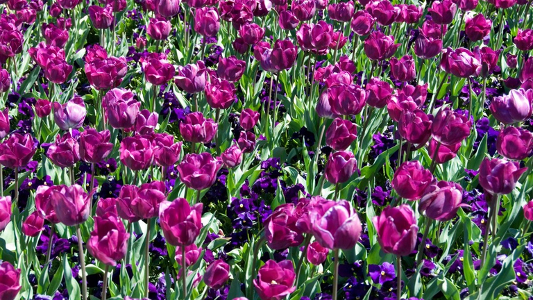 Fiori australiani colorati