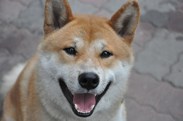 shiba inu muso