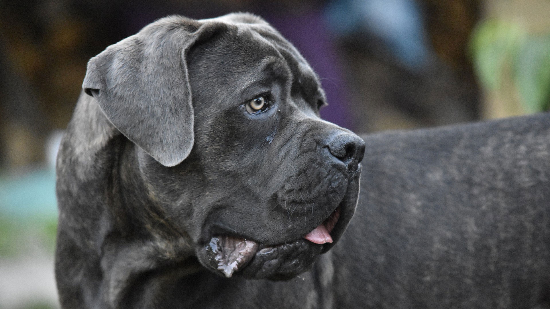 Patentino Cane Speciale A Milano Razze Coinvolte Pro E Contro Lifegate
