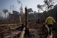 Nel 2021 la foresta tropicale primaria è stata distrutta al ritmo di 10 campi da calcio al minuto