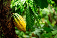 El Cacao, in Nicaragua una piantagione di cacao a tutela della biodiversità