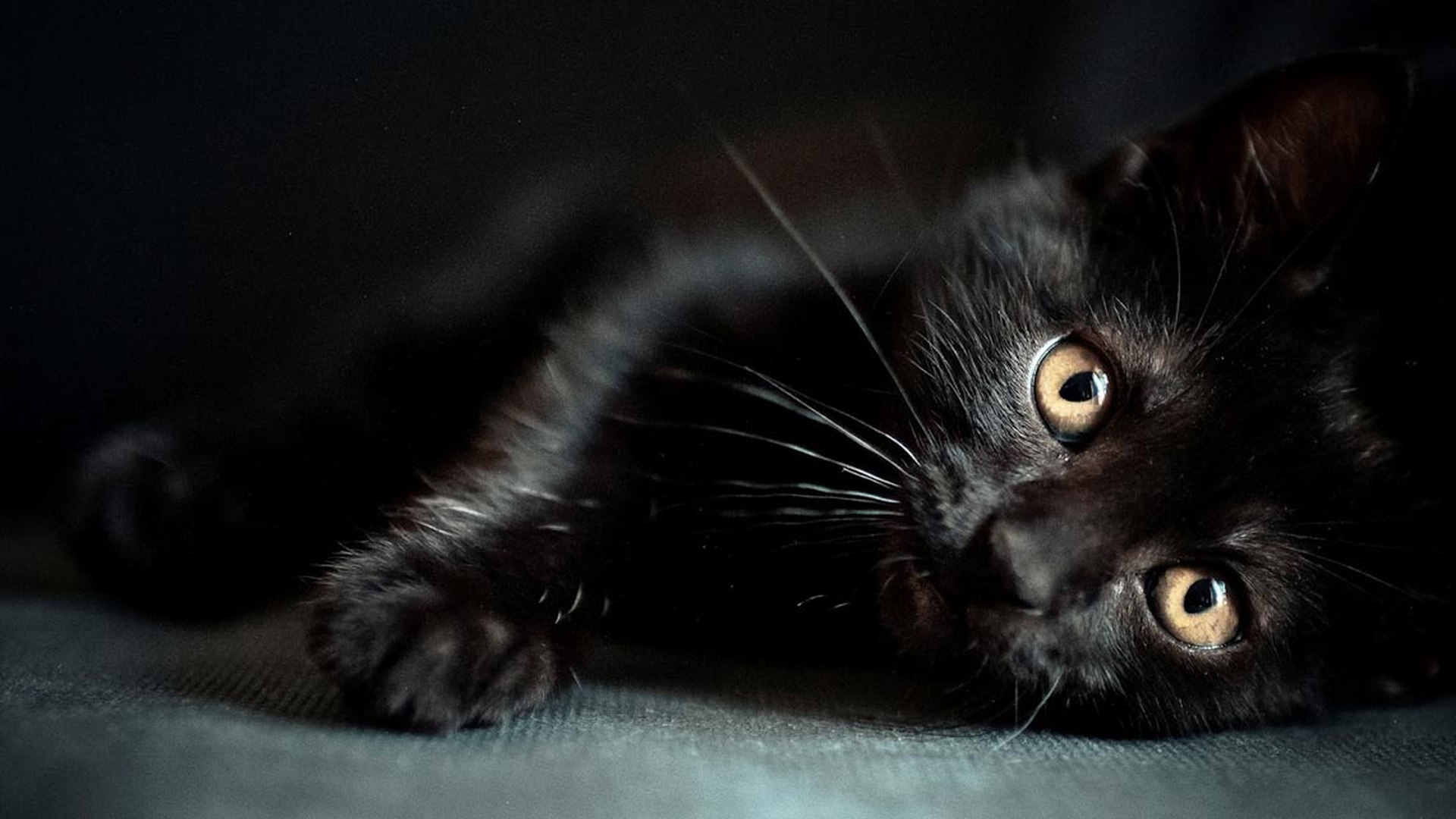 gattino-nero-steso