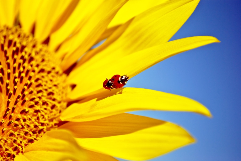 insetti utili, biodecalogo, coccinelle