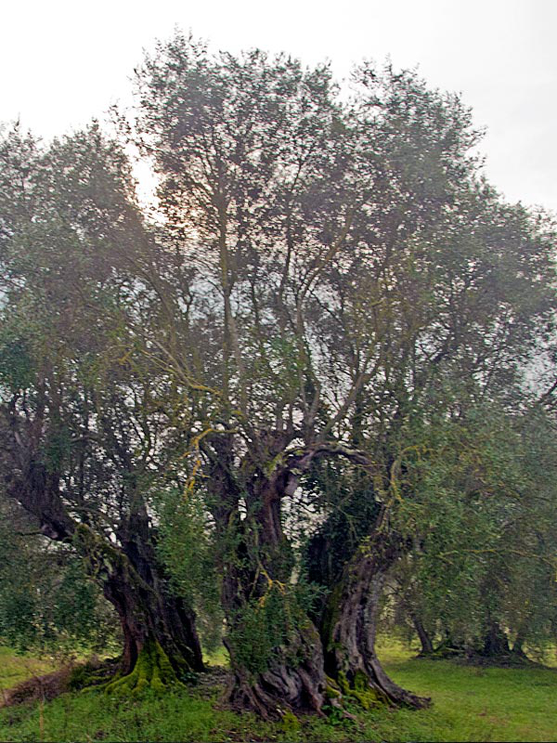 10 maestosi alberi monumentali da andare a trovare