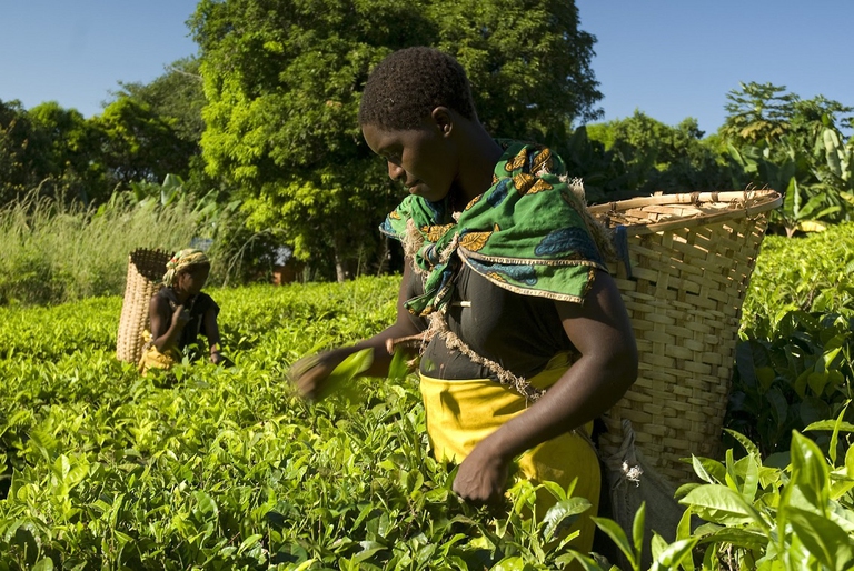 Piantagione di caffè
