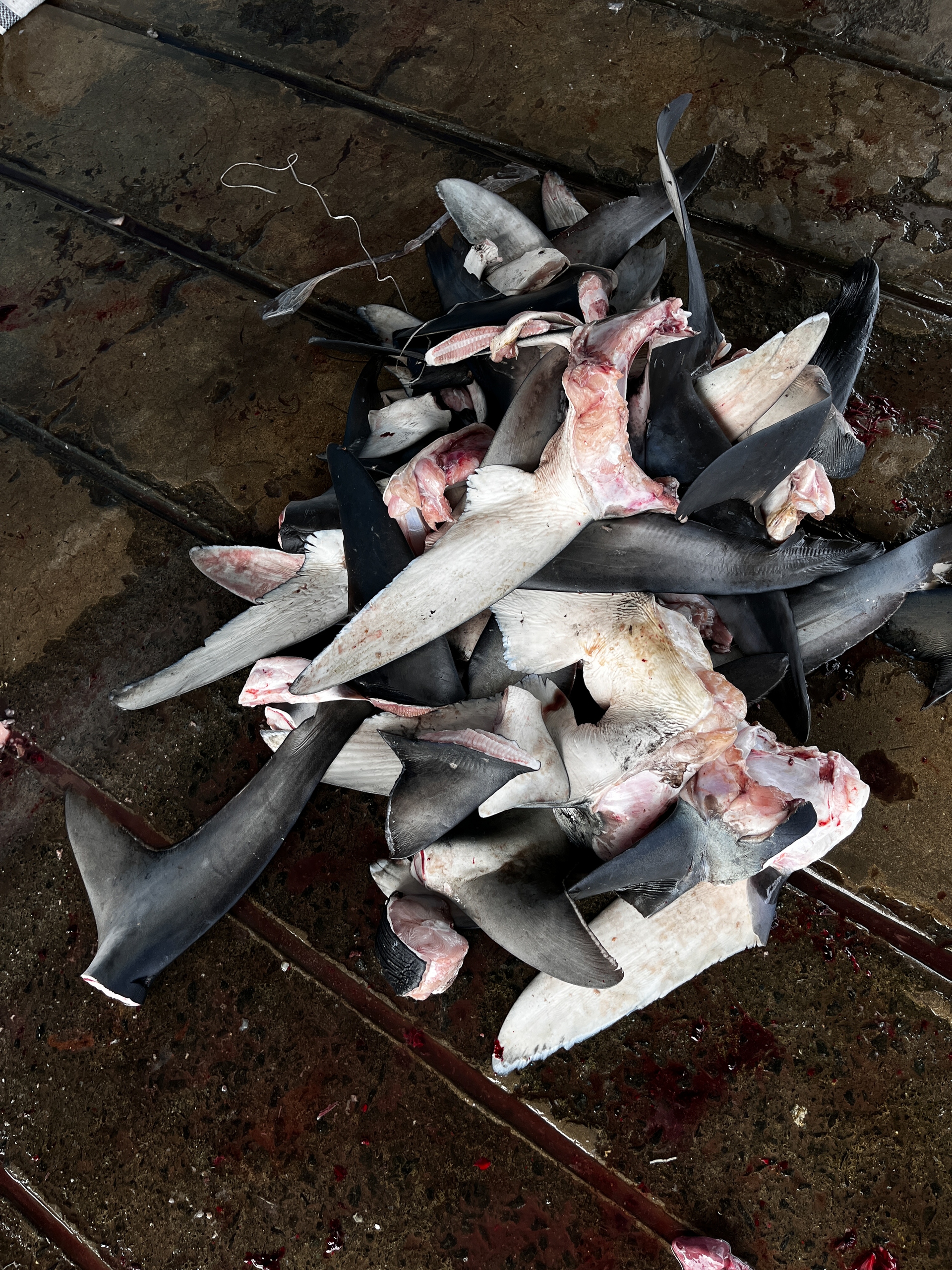 Artisanal fishing in Ecuador