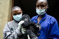 Congo: in salvo due baby gorilla