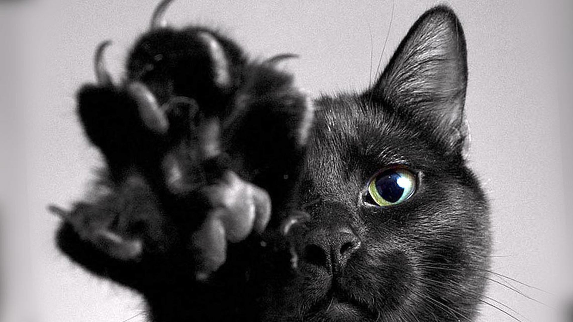 gatto-nero-zampa