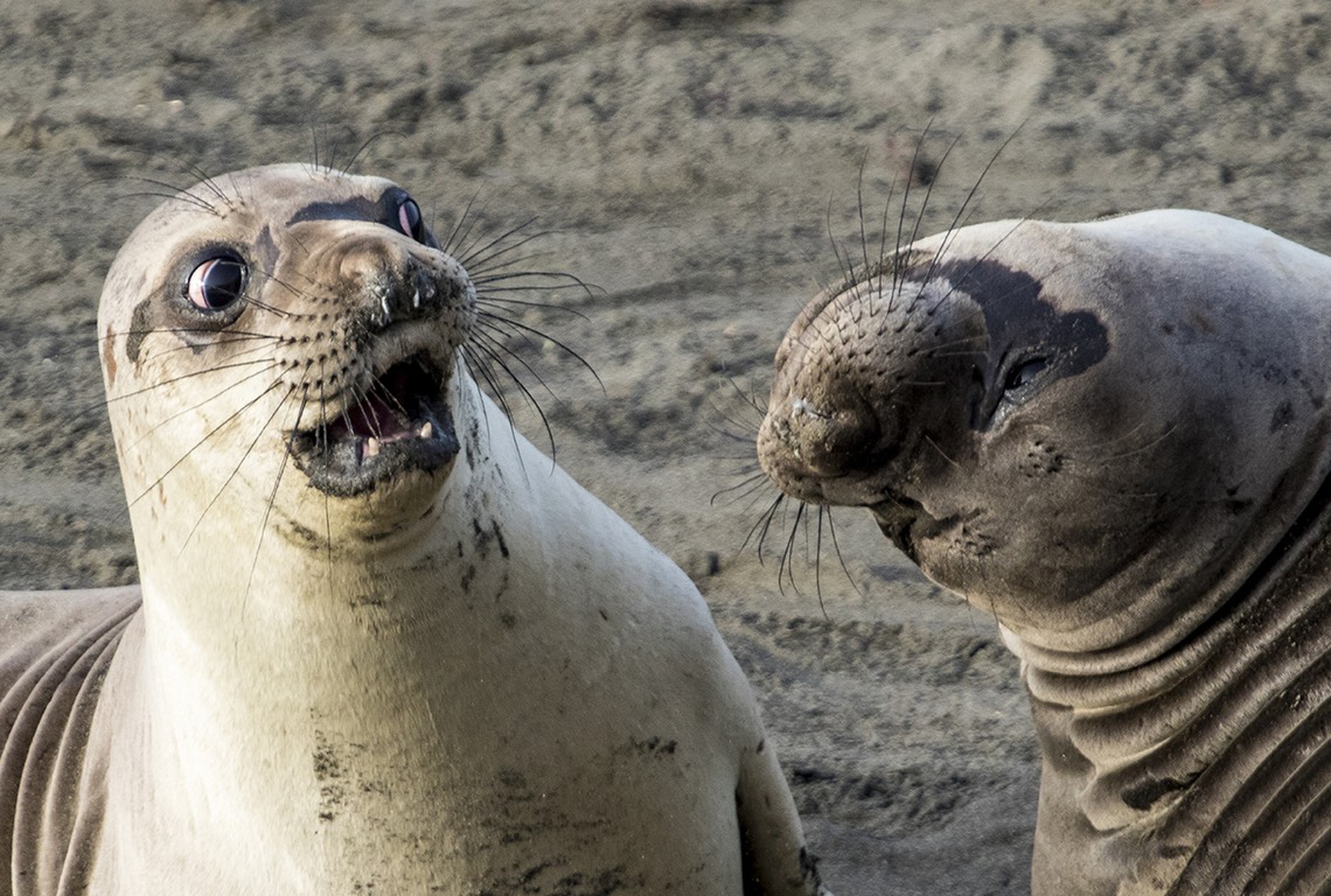 Wtf di George Cathcart – Comedy wildlife photography awards
