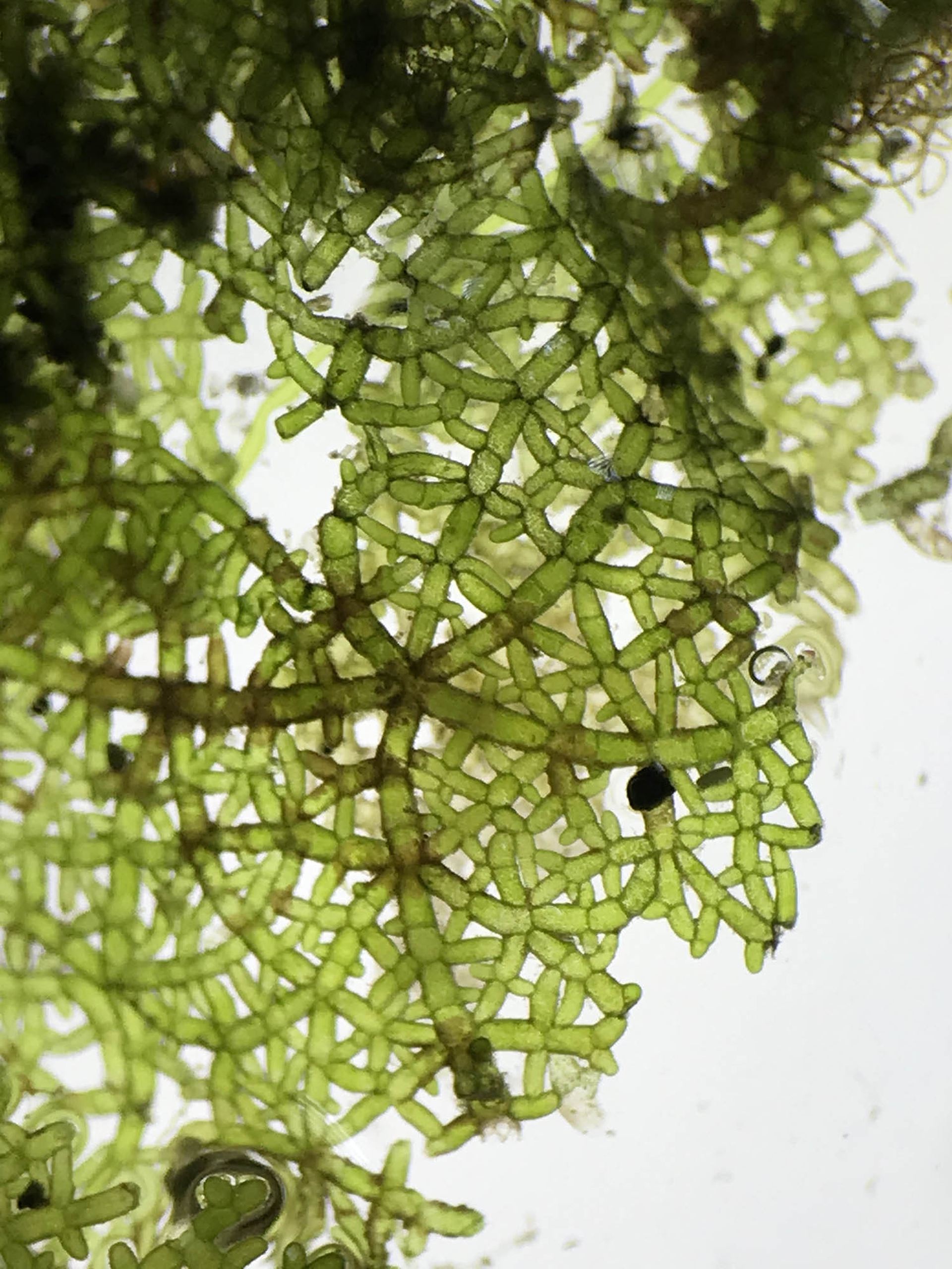 Alghe Limu al Microscopio © Gwen Arkin