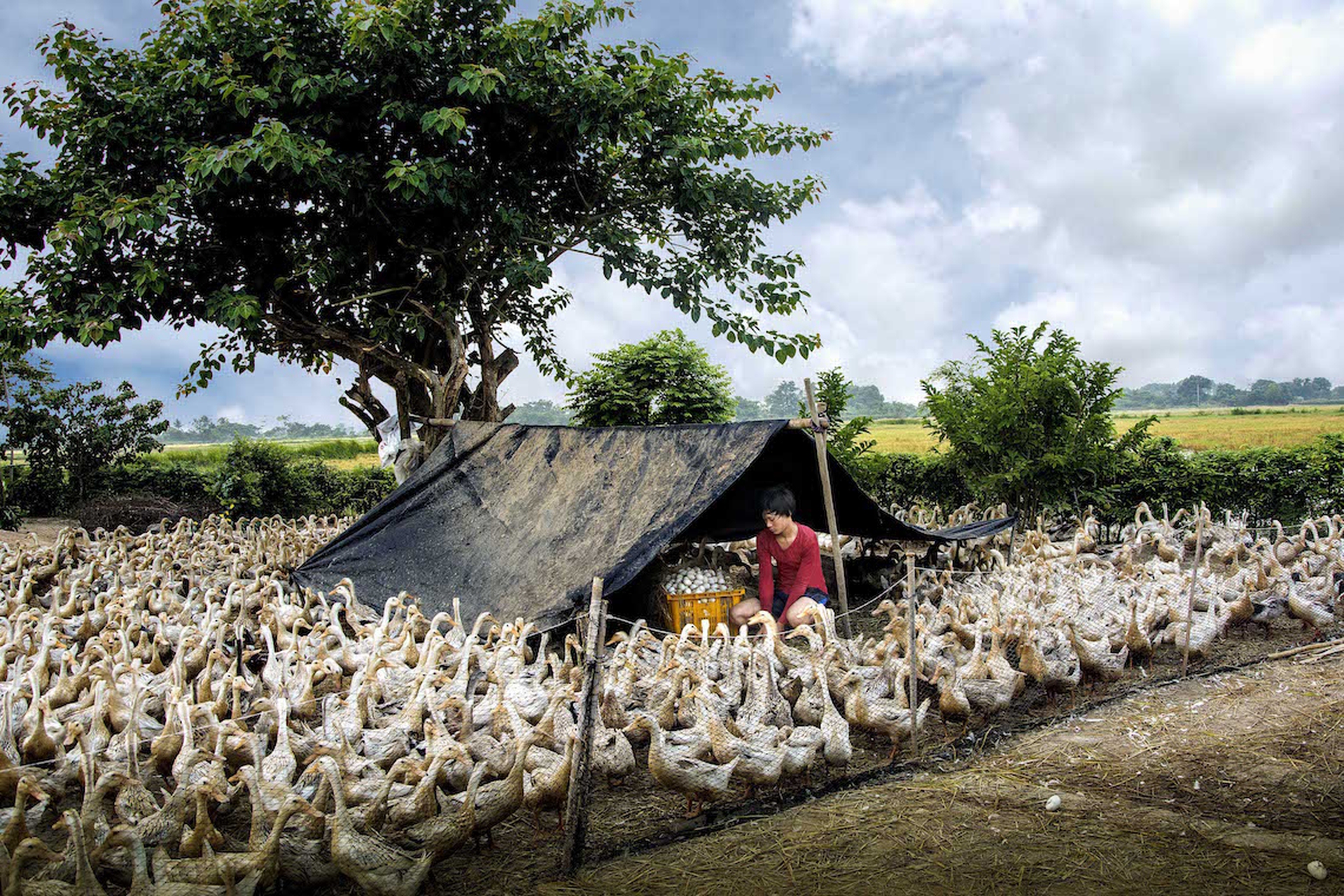 Duck Egg Collection_Honorable Mention