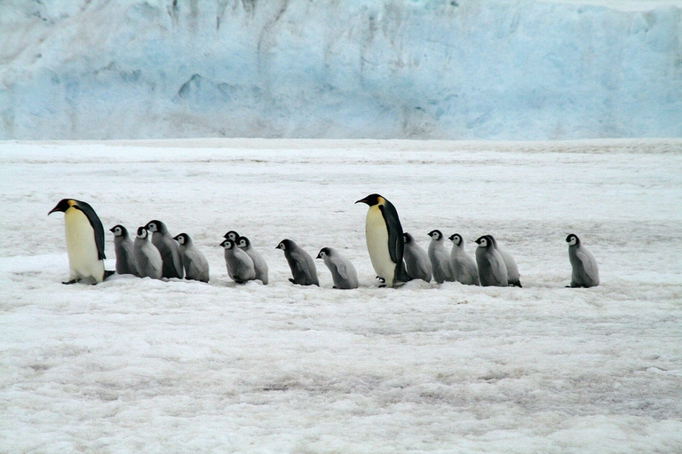 Una colonia di 500 pinguini imperatore è stata scoperta grazie alle immagini satellitari
