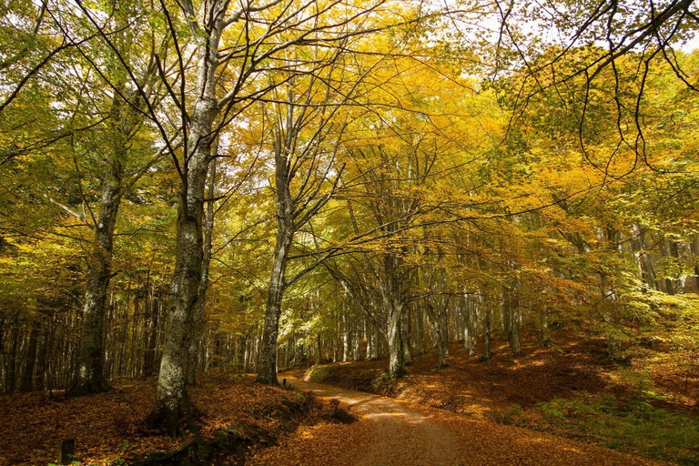 Foreste Casentinesi, tra Toscana ed Emilia Romagna. 