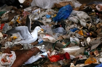 La plastica è una minaccia per il Pianeta al pari dei cambiamenti climatici