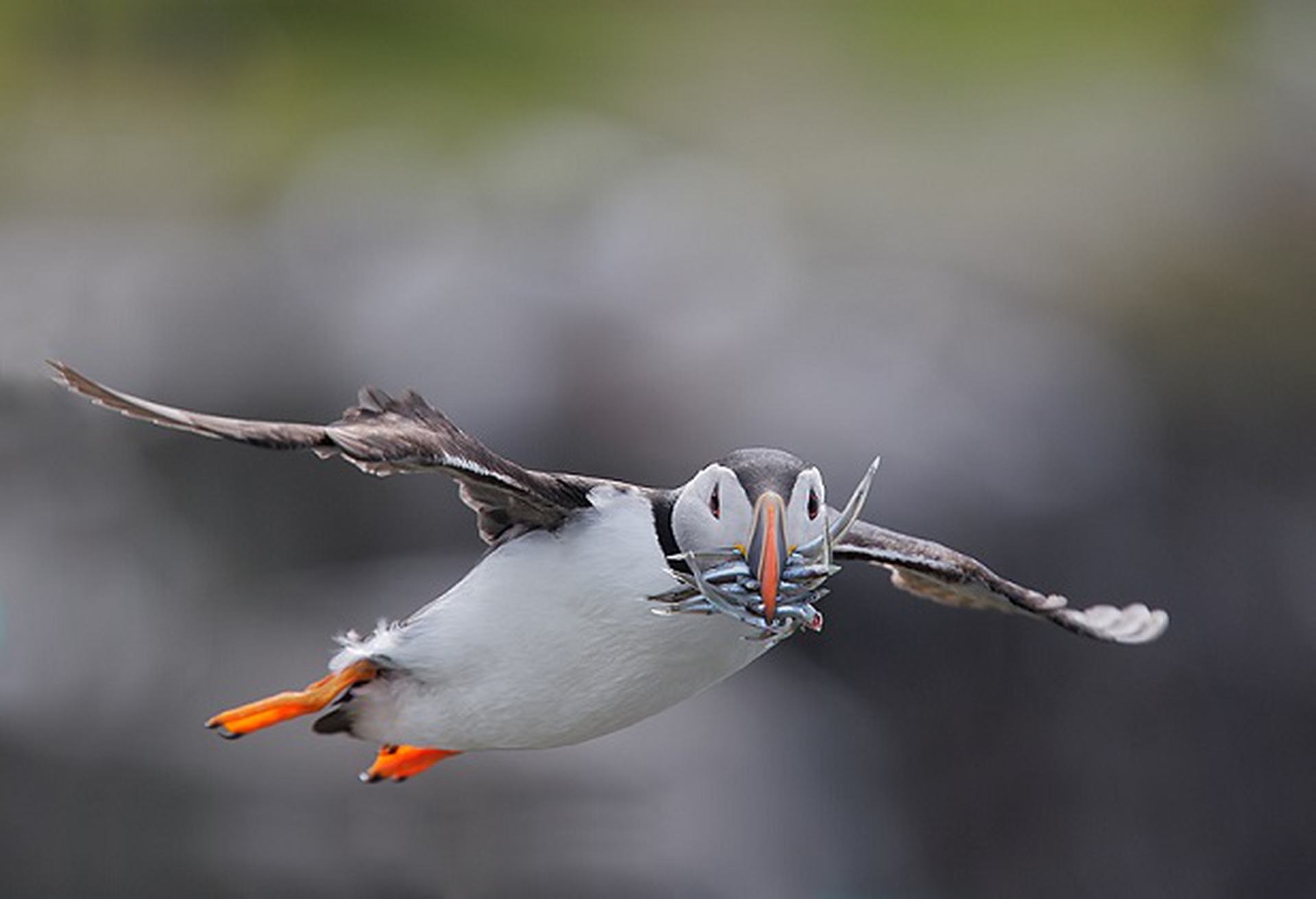 Atlantic-Puffin-w-fish-in-flight-_O0W1062---Isle-of-May----Scotland
