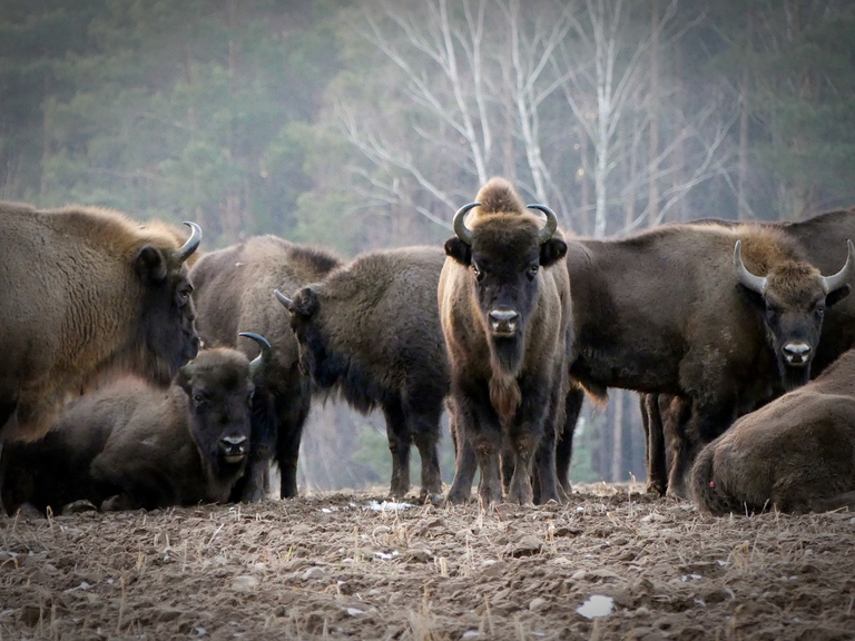 Il ritorno del bisonte europeo in Gran Bretagna