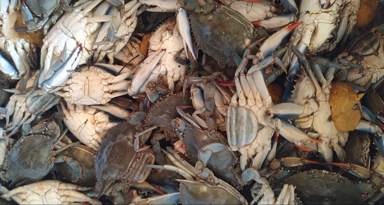 Carico di granchio blu