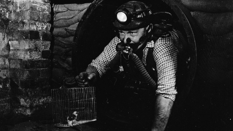 I canarini venivano usati nelle miniera per rilevare le fughe di gas velenoso. ©Laister/Express/Getty Images